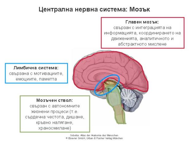 Central nervous system_bg_1